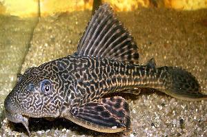 Plecostomus Thumbnail