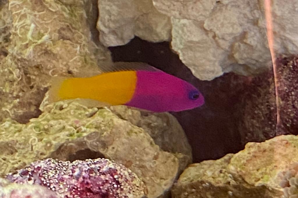 Blue Eye Royal Dottyback / Pictichromis dinar 43