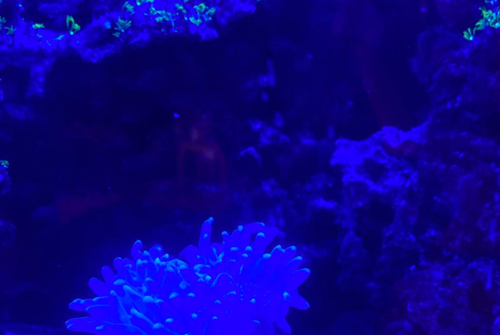 Rikki Reef Tank on Mar 8, 2020