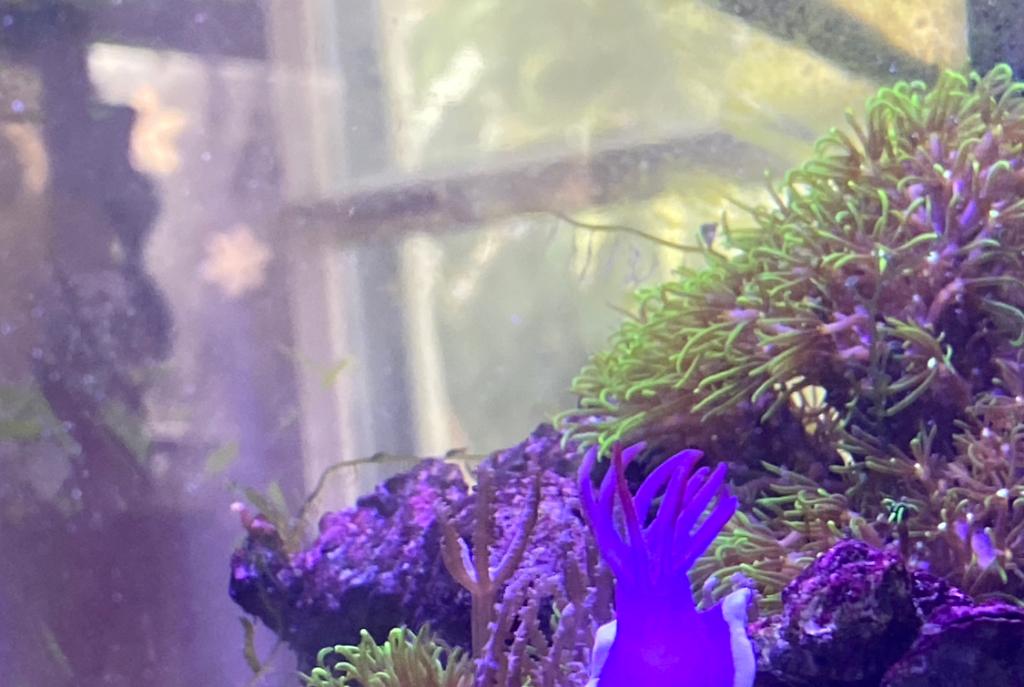 Refugium Display on Mar 8, 2020