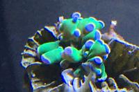 Frogspawn Thumbnail