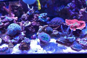 Family Reef Thumbnail