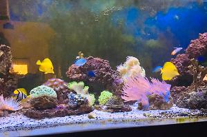 MY REEF TANK Thumbnail