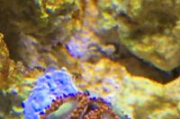 Goblin on fire zoanthid Thumbnail