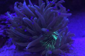 Elegance coral Thumbnail