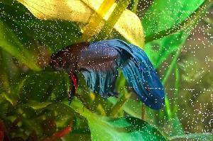 Betta Thumbnail