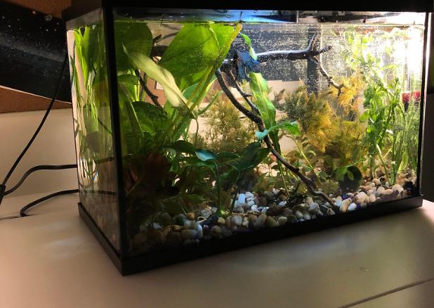 5.5 Gallon when I set it up