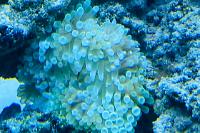 Green Bubble tip Anemone Thumbnail