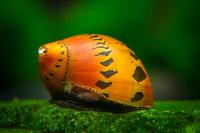 tiger nerite snail Thumbnail