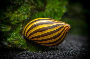 Zebra Nerite Snail Thumbnail