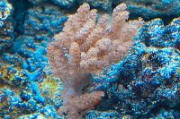 Kenya Tree Coral Thumbnail