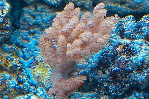 Kenya Tree Coral Thumbnail