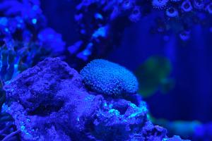 Justins 75 gallon mixed reef Thumbnail