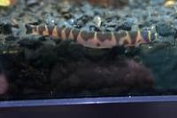 Kuhli Loach Thumbnail