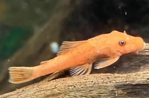 Super red bristlenose plecostamus Thumbnail