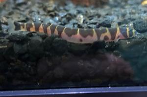 Khuli loach Thumbnail