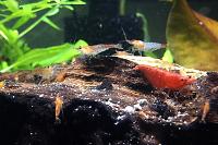 Neocardinia Shrimp