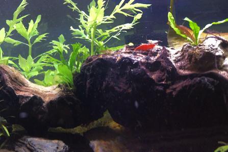 10g Shrimp Breeding Project Tank Thumbnail