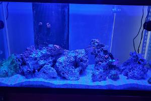 1st Ever 90g Mixed Reef Thumbnail