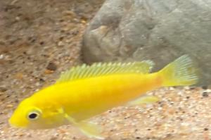 Electric Yellow Cichlid Thumbnail