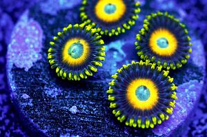 Scambled Egg Zoanthid Thumbnail