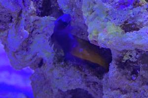 Bicolor blenny Thumbnail