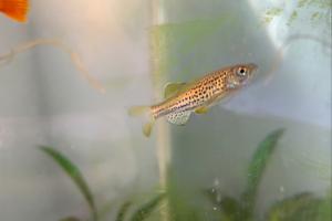 Leopard danio Thumbnail