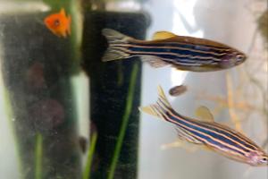 Zebra danio Thumbnail