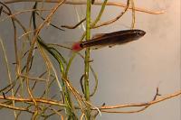 White Cloud Mountain Minnow Thumbnail