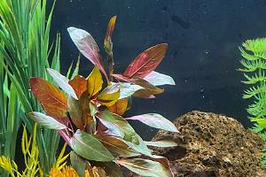 Ludwigia Peruensis Thumbnail