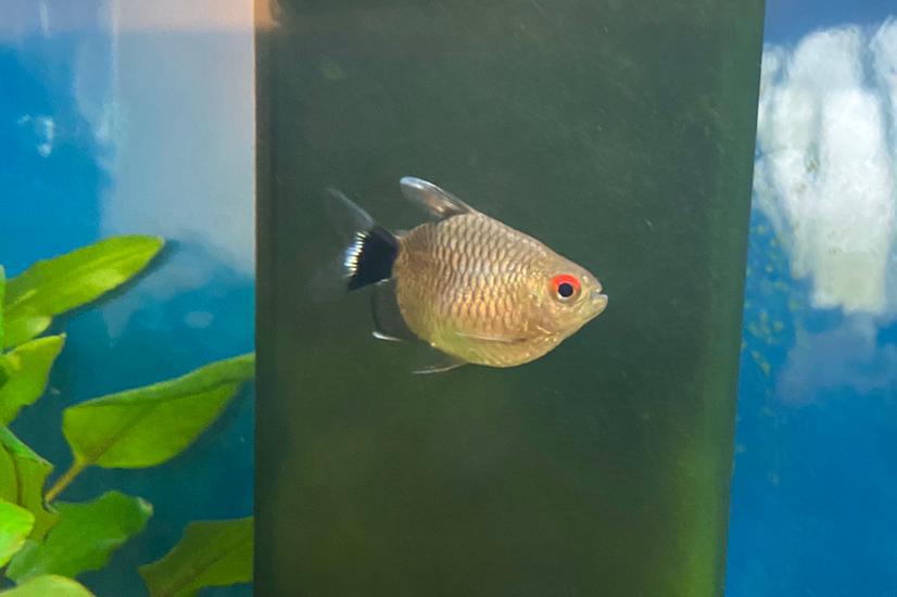 Red Eyed Tetra / Moenkhausia sanctaefilomenae 24