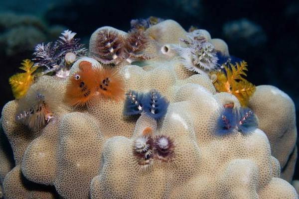 Christmas Tree Worms / Spirobranchus giganteus 11