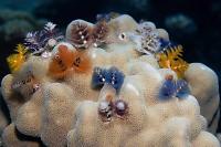 Christmas Tree Worms Thumbnail