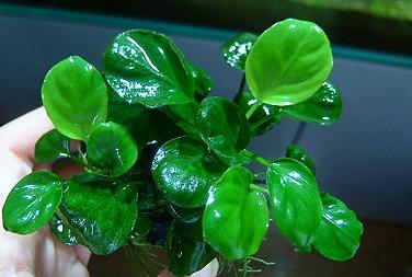 Anubias Barteri var 