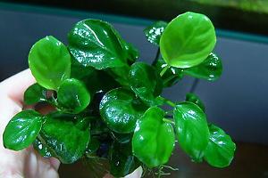 Anubias Barteri var 