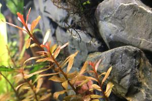 Dwarf Rotala Thumbnail