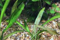 Cryptocoryne willisii Thumbnail