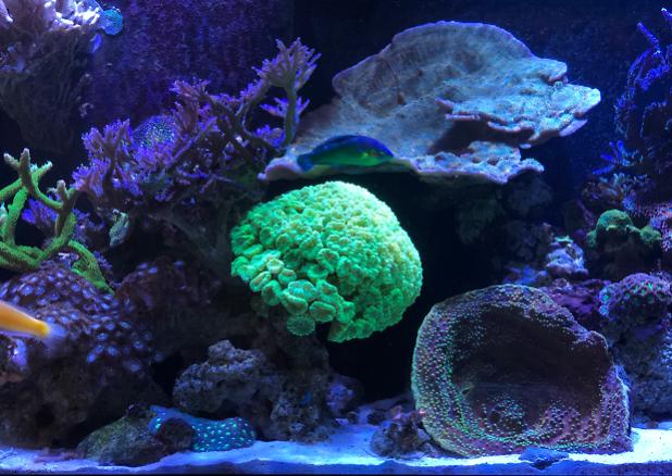 Mixed Reef on Mar 22, 2020