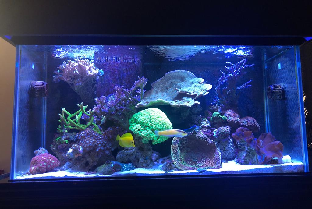 Mixed Reef on Mar 22, 2020