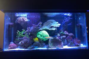 Mixed Reef Thumbnail