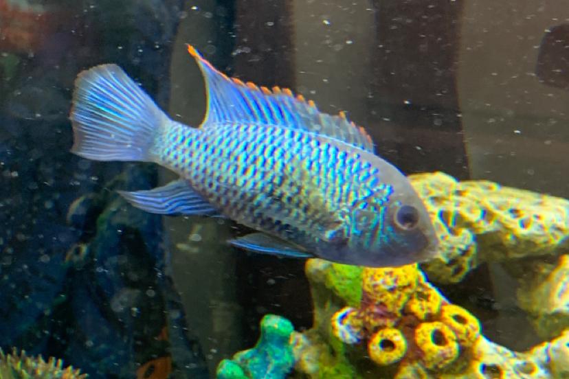 Electric blue Acara / Aequidens pulcher Electric blue Acara 76