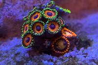 Eagle Eye (Zoanthid) Thumbnail