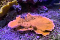 Orange Leaf Plate Montipora