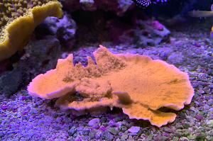 Orange Leaf Plate Montipora