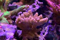 Acropora millepora Thumbnail