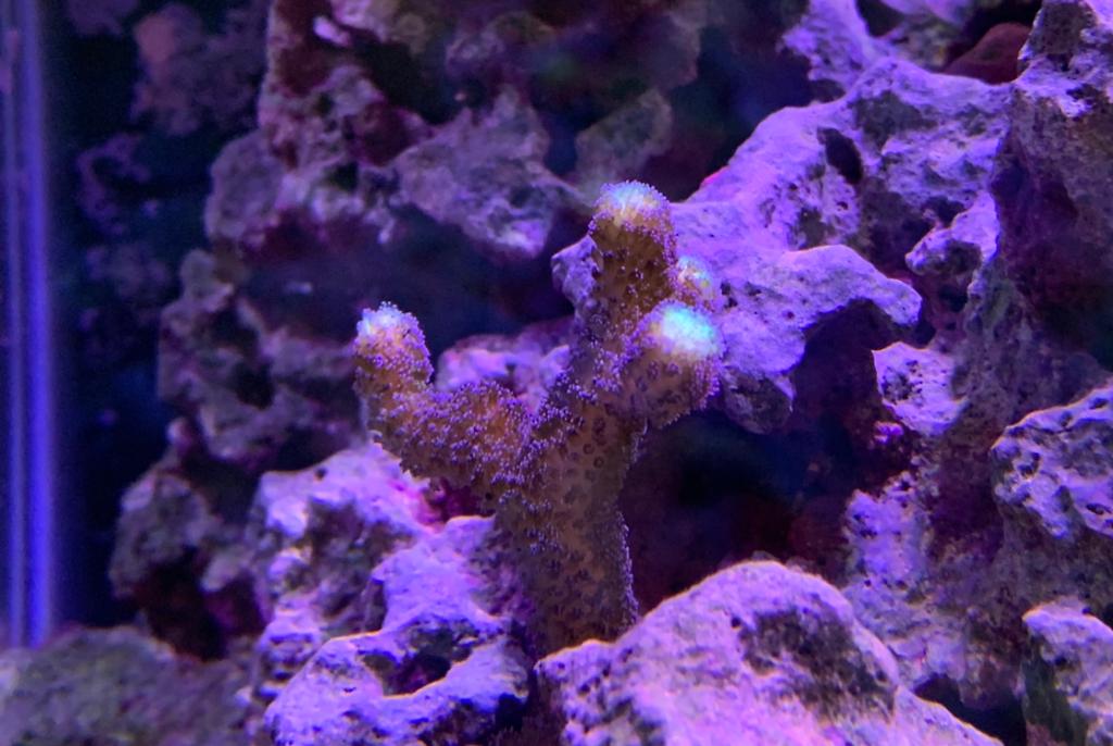 Purple Stylophora Coral