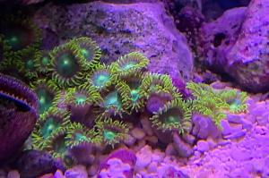 Radioactive Dragon Eye Zoa