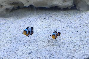 black ice clownfish Thumbnail