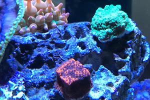 Marce Reef Thumbnail