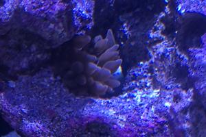 rose bubble-tip anemone Thumbnail